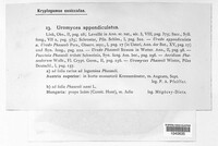 Uromyces appendiculatus image